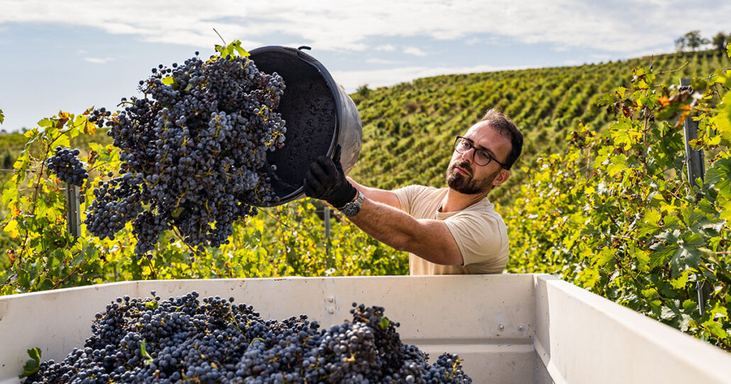 Casetta 1^ Settembre 24 - Vendemmia-10